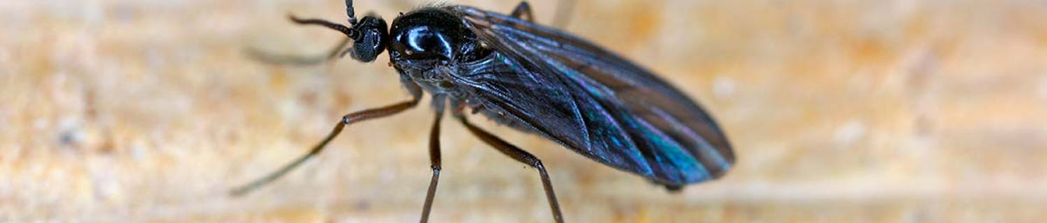 Sørgemyg i planter Små fluer i planter